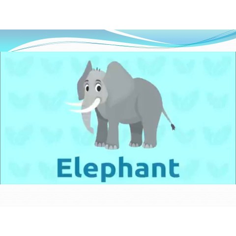 Elephant 